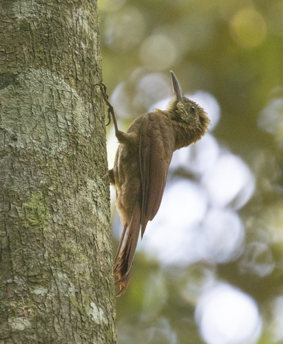 Amazonian Barred Woodcreeper (Dendrocolaptes certhia), photo 7