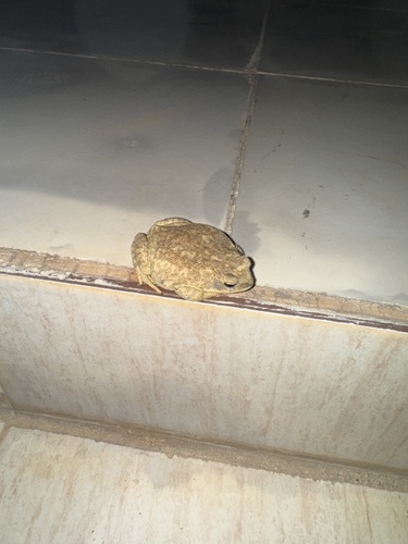Dhofar Toad