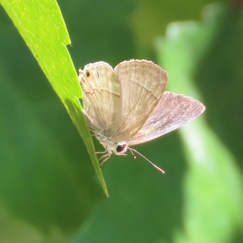 Yojoa Scrub-Hairstreak (Strymon yojoa)