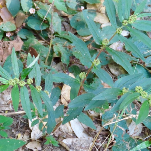 Golondrina (Euphorbia hirta)