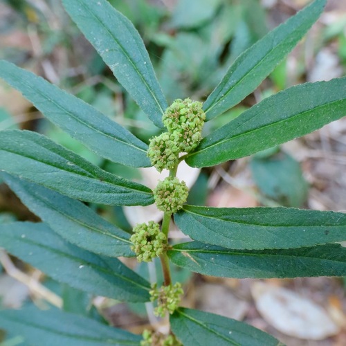 Asthma Plant (Euphorbia hirta)
