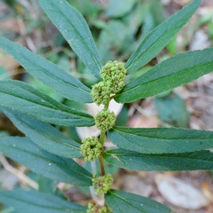 Asthma Plant