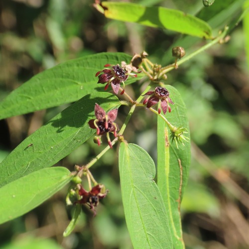 Zarza (Byttneria aculeata)