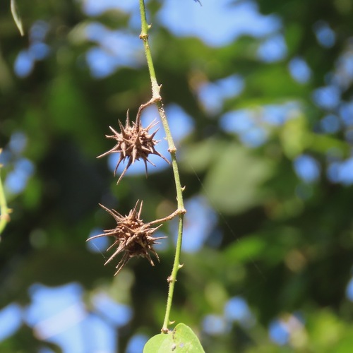 Zarza (Byttneria aculeata)
