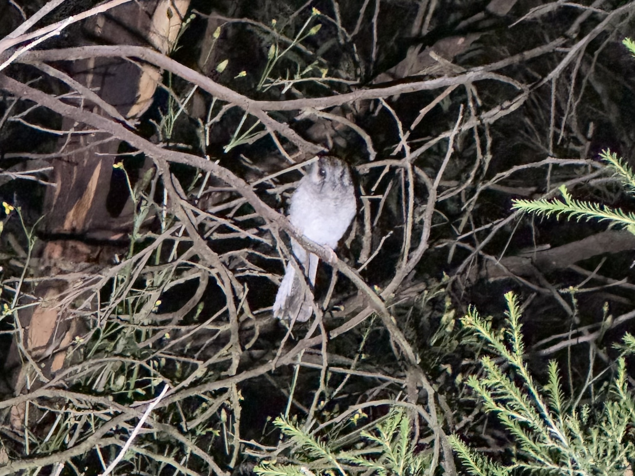 Aegotheles cristatus (Shaw, 1790)