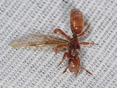 Lasius latipes