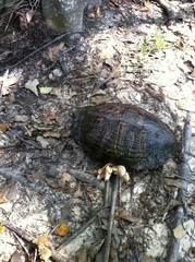 Trachemys scripta elegans