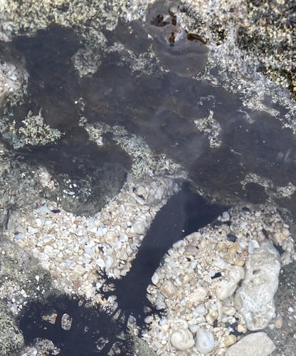 Holothuria fuscorubra, 2022-12-19