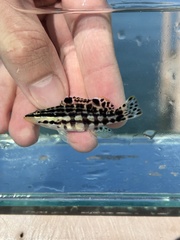 Harlequin Bass photo 4