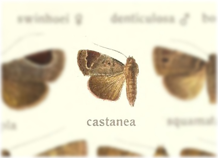 Dyrzela castanea