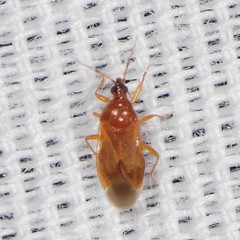 Amphiareus obscuriceps