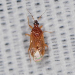 Amphiareus obscuriceps