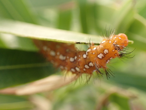 Spotted Oleander Moth photo 6