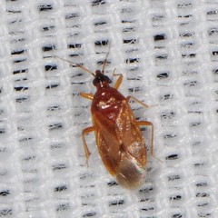 Amphiareus obscuriceps