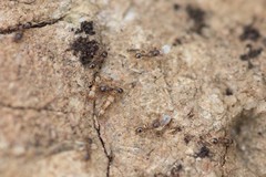Tetramorium caespitum