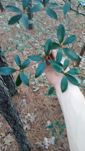 Foto de Abricó-de-jardim