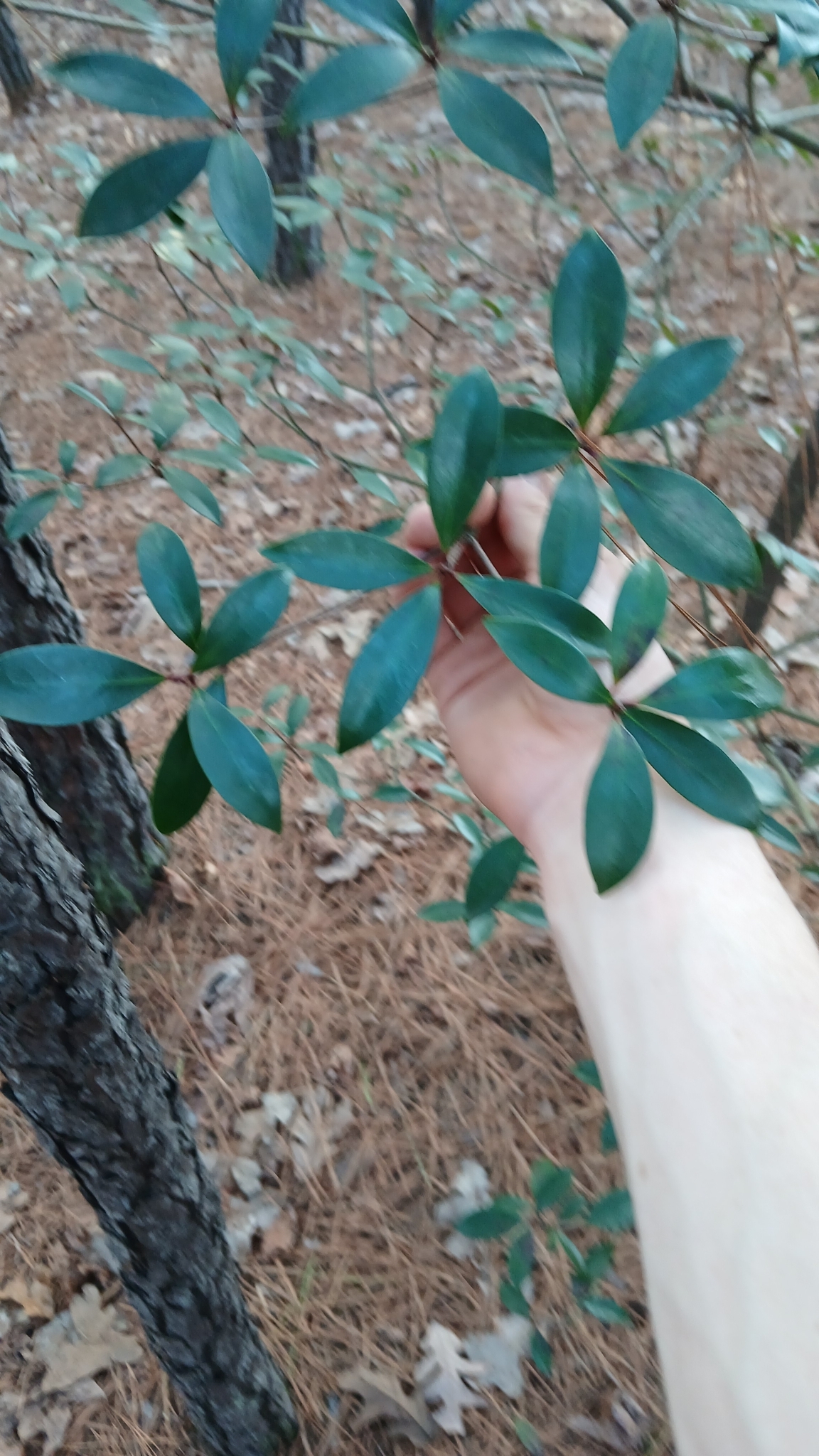 Imagem de Abricó-de-jardim
