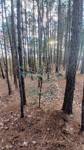 Foto de Abricó-de-jardim