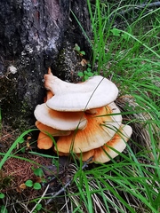 Laetiporus montanus