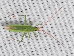 Trigonotylus