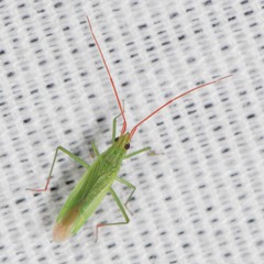 Trigonotylus