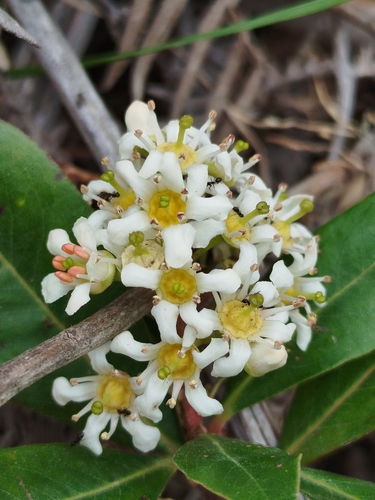 Escallonia paniculata, photograph 4