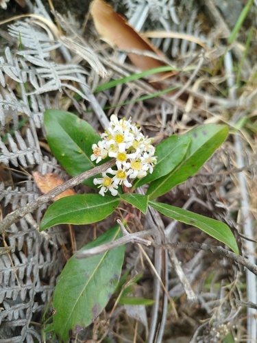 Escallonia paniculata, photograph 5