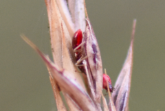 Orthonotus rufifrons