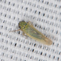 Macrosteles quadrilineatus
