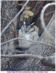 Otus bakkamoena