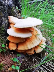 Laetiporus montanus