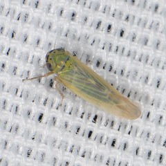 Macrosteles quadrilineatus
