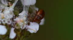 Neocrepidodera ferruginea