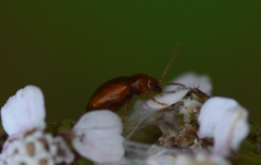 Neocrepidodera ferruginea