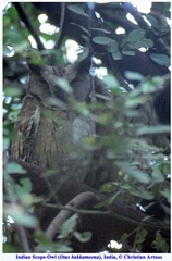 Otus bakkamoena