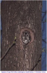 Otus semitorques