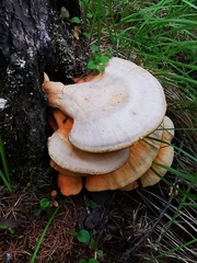 Laetiporus montanus