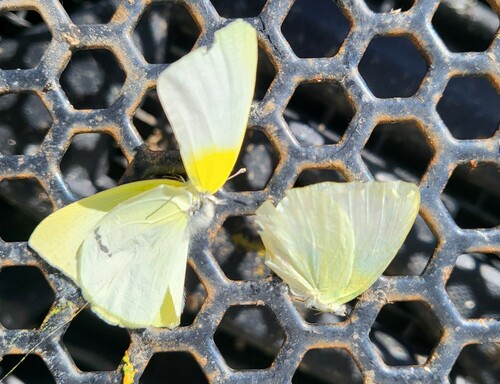 Lyside Sulphur photo 3