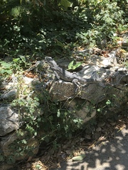 Ctenosaura hemilopha