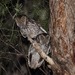 Koepcke's Screech-Owl - Photo (c) Christian Artuso, some rights reserved (CC BY-NC-ND), uploaded by Christian Artuso