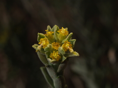 Tithymalus