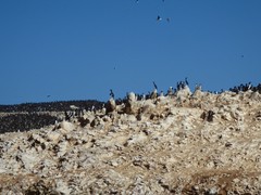 Leucocarbo bougainvillii