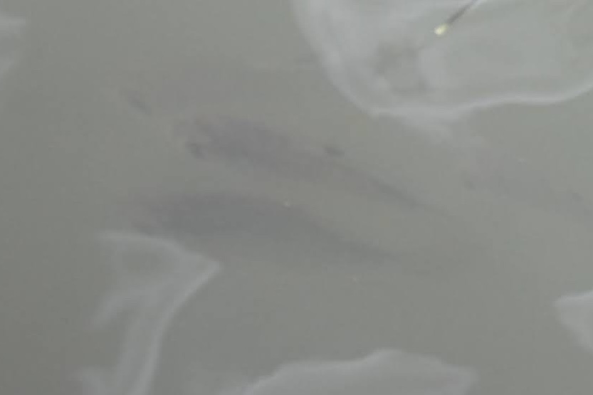 Singapore Glassy Perchlet