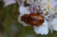 Neocrepidodera ferruginea