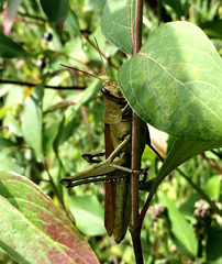Schistocerca lineata