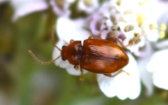Neocrepidodera ferruginea