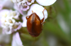 Neocrepidodera ferruginea