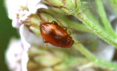 Neocrepidodera ferruginea