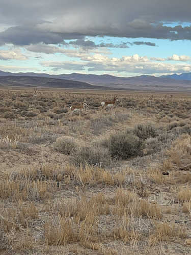 Pronghorn photographed in Nevada