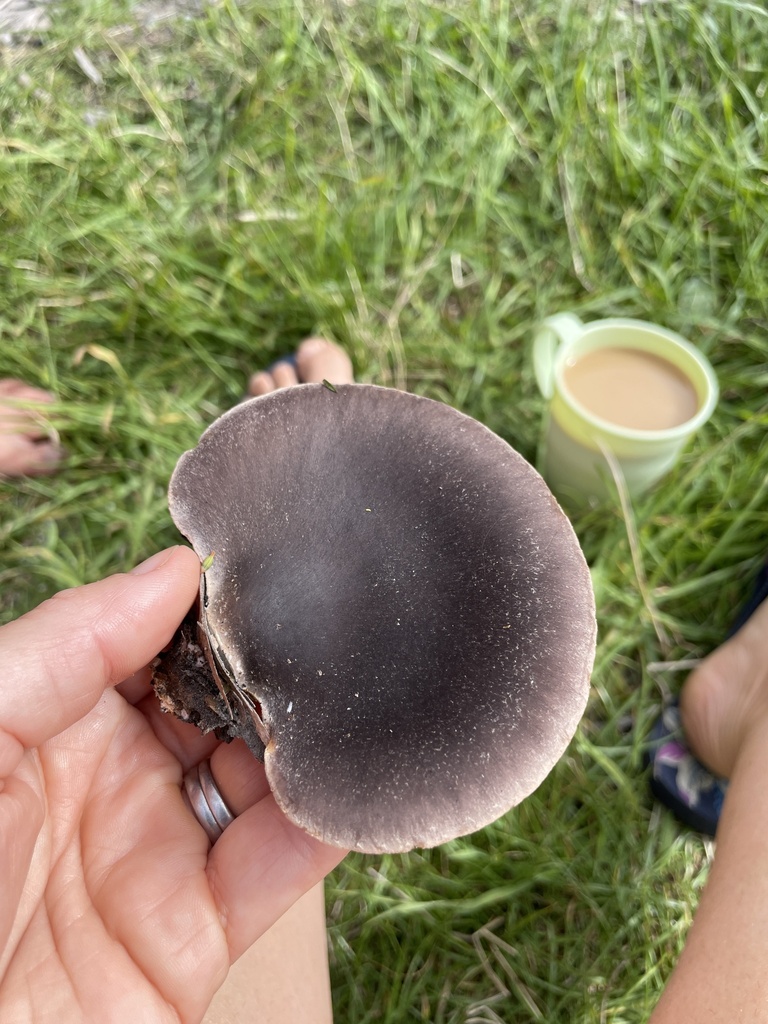 Pleurotus australis · February 2025 · photo: © lisa_bennett (iNaturalist, cc-by)